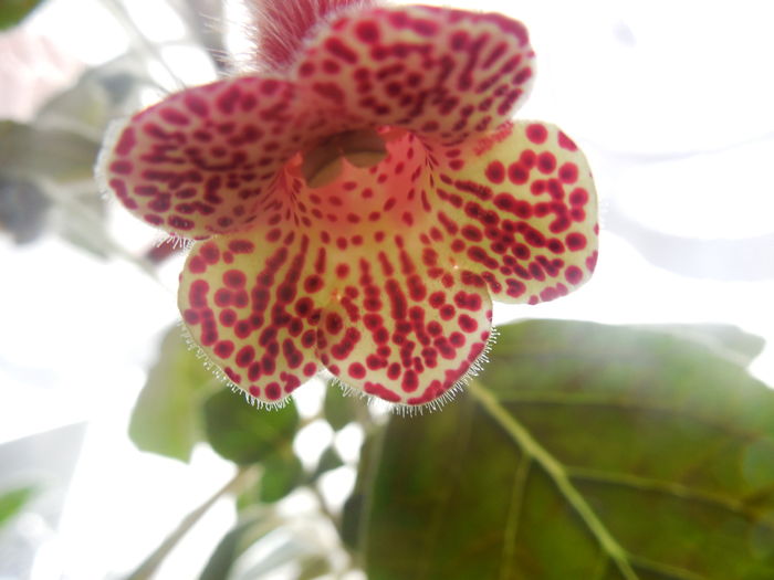 DSCN0929