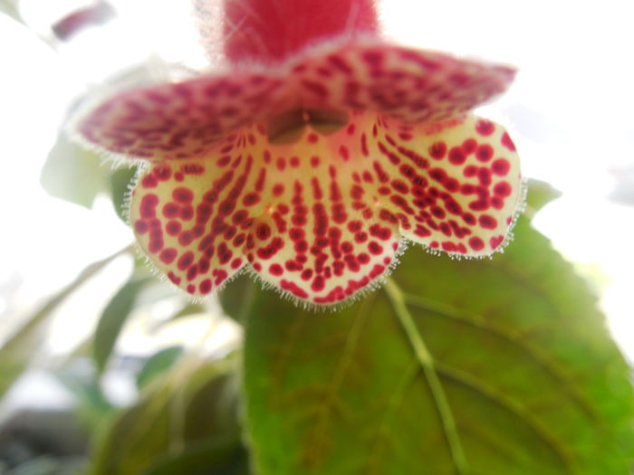 DSCN0930