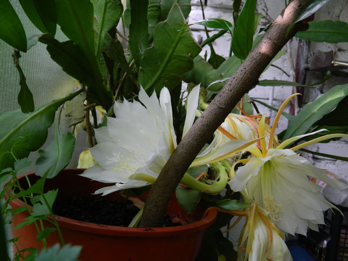 DSCN0434 - 2016 CATEVA SPLENDORI_ HIBISCUSI SI ALTE FLORI