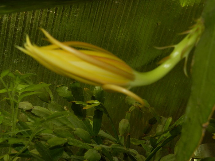 DSCN0438 - 2016 CATEVA SPLENDORI_ HIBISCUSI SI ALTE FLORI