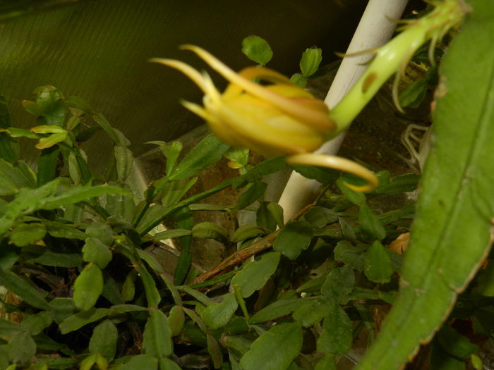 DSCN0440 - 2016 CATEVA SPLENDORI_ HIBISCUSI SI ALTE FLORI