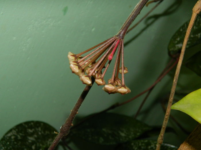 DSCN0455 - 2016 CATEVA SPLENDORI_ HIBISCUSI SI ALTE FLORI