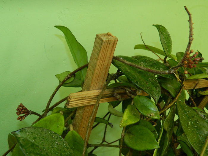 DSCN0456 - 2016 CATEVA SPLENDORI_ HIBISCUSI SI ALTE FLORI