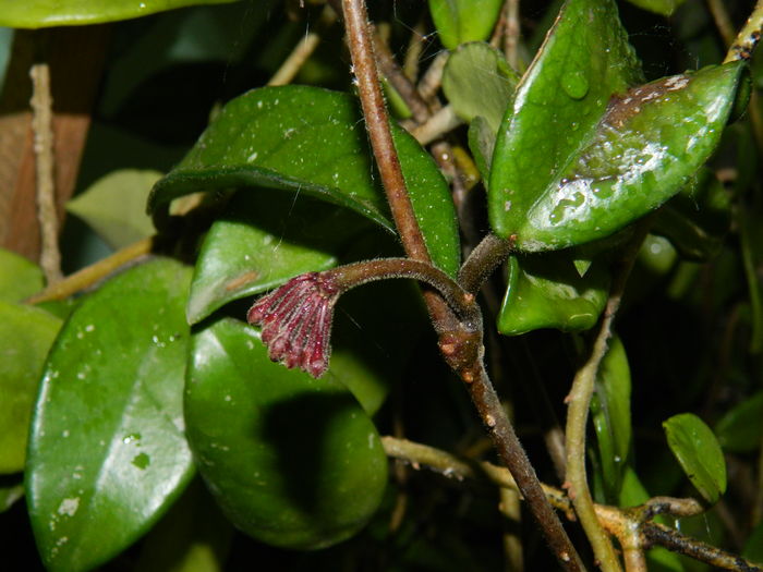 DSCN0457 - 2016 CATEVA SPLENDORI_ HIBISCUSI SI ALTE FLORI