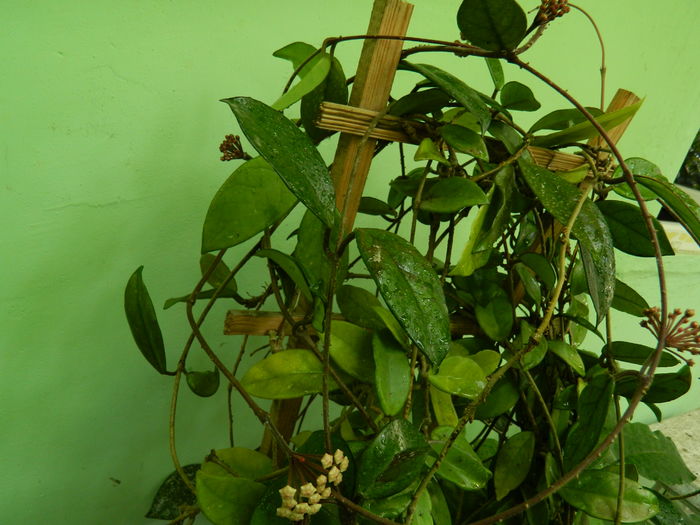 DSCN0458 - 2016 CATEVA SPLENDORI_ HIBISCUSI SI ALTE FLORI