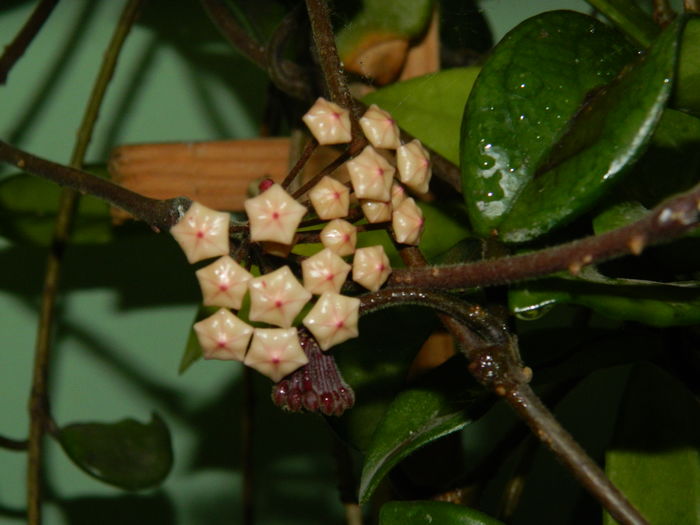 DSCN0461 - 2016 CATEVA SPLENDORI_ HIBISCUSI SI ALTE FLORI