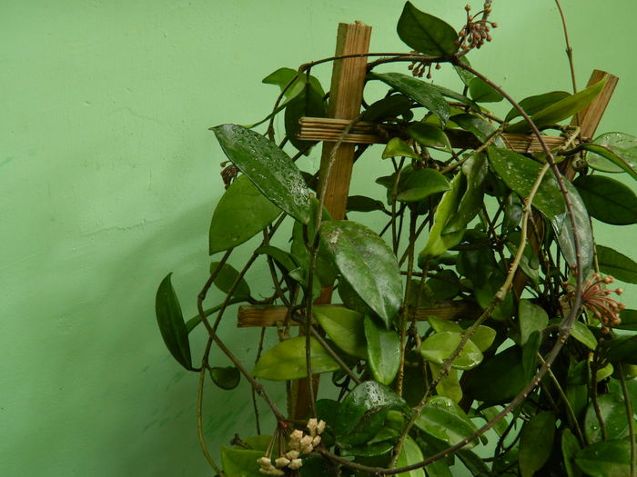 DSCN0595 - 2016 CATEVA SPLENDORI_ HIBISCUSI SI ALTE FLORI