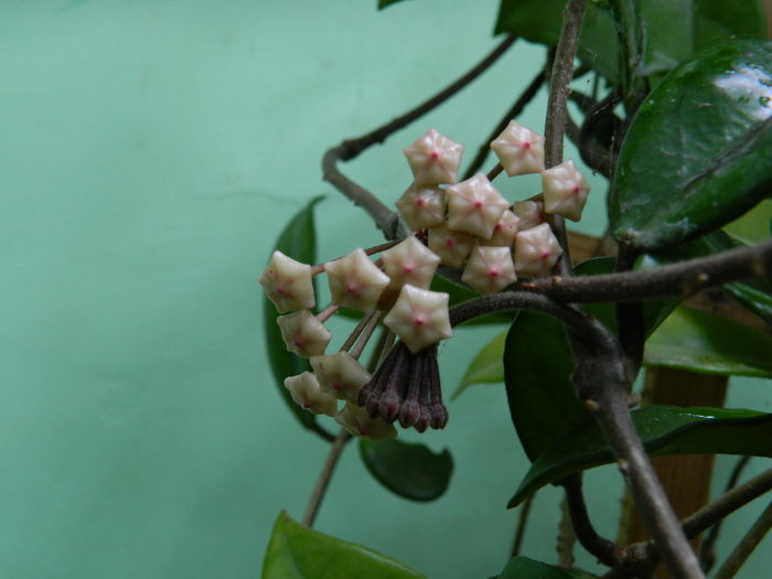 DSCN0597 - 2016 CATEVA SPLENDORI_ HIBISCUSI SI ALTE FLORI