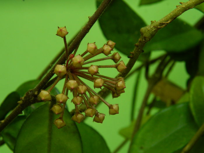 DSCN0650 - 2016 CATEVA SPLENDORI_ HIBISCUSI SI ALTE FLORI