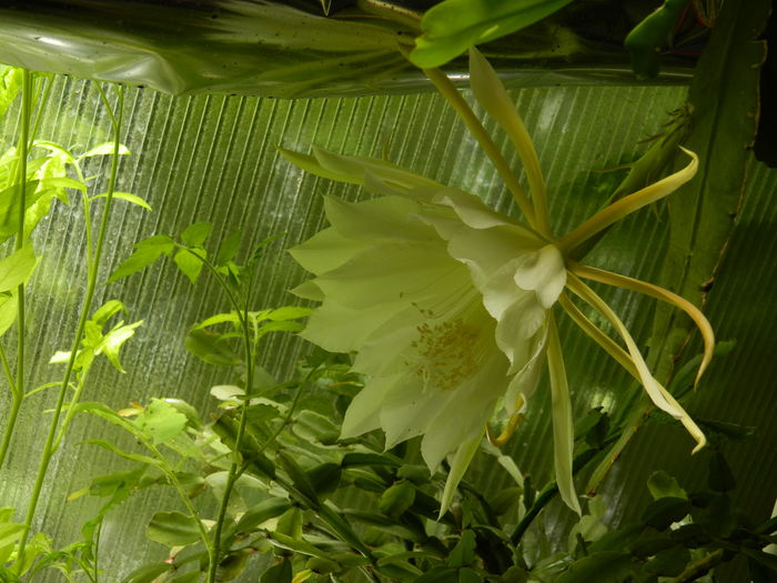 DSCN0652 - 2016 CATEVA SPLENDORI_ HIBISCUSI SI ALTE FLORI