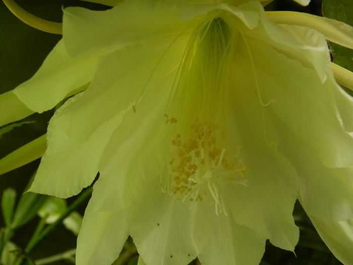 DSCN0655 - 2016 CATEVA SPLENDORI_ HIBISCUSI SI ALTE FLORI