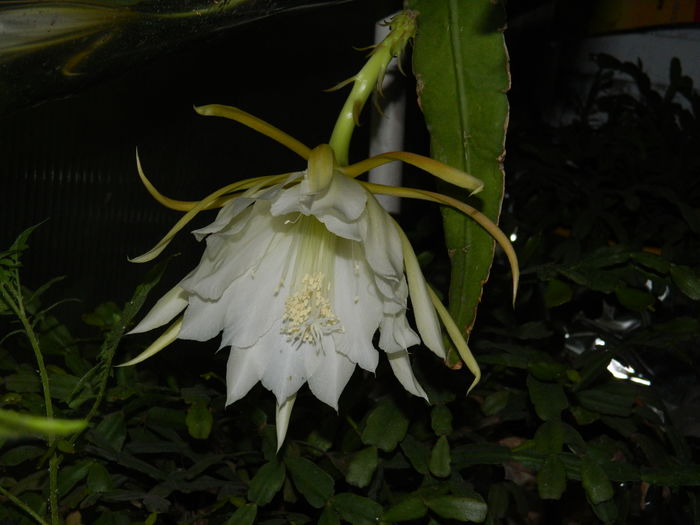 DSCN0671 - 2016 CATEVA SPLENDORI_ HIBISCUSI SI ALTE FLORI