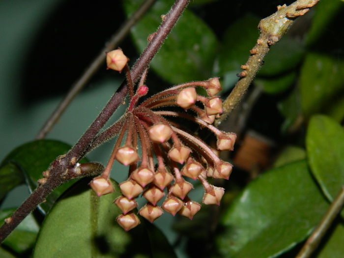 DSCN0679 - 2016 CATEVA SPLENDORI_ HIBISCUSI SI ALTE FLORI
