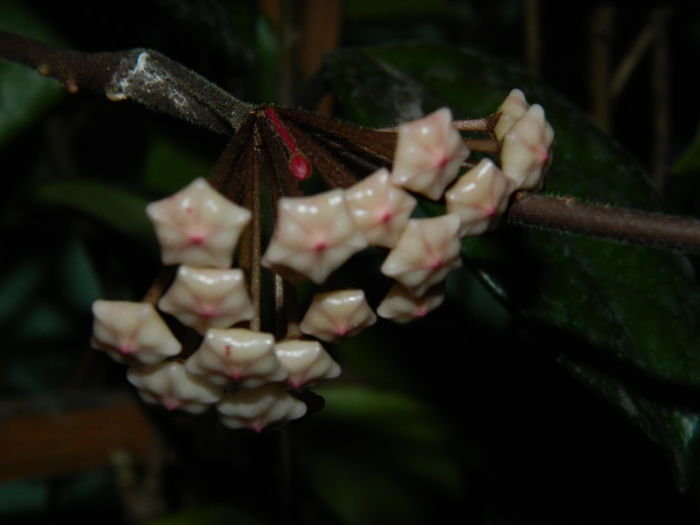 DSCN0681 - 2016 CATEVA SPLENDORI_ HIBISCUSI SI ALTE FLORI