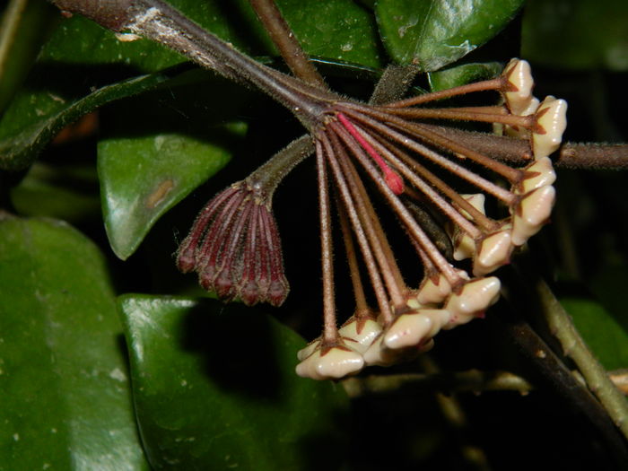 DSCN0682 - 2016 CATEVA SPLENDORI_ HIBISCUSI SI ALTE FLORI