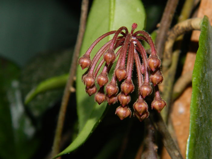DSCN0683 - 2016 CATEVA SPLENDORI_ HIBISCUSI SI ALTE FLORI