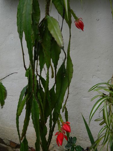 DSCN0767 - 2016 CATEVA SPLENDORI_ HIBISCUSI SI ALTE FLORI