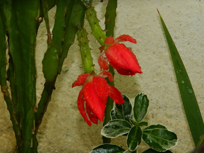 DSCN0768 - 2016 CATEVA SPLENDORI_ HIBISCUSI SI ALTE FLORI