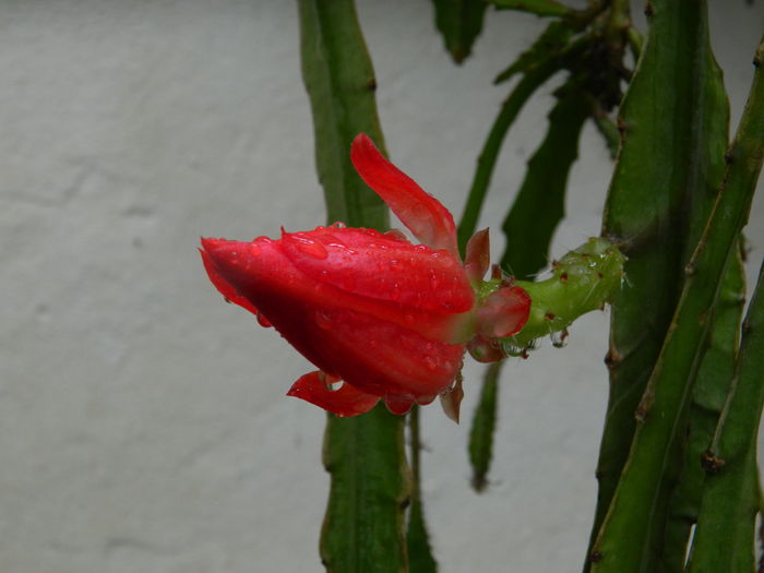 DSCN0769 - 2016 CATEVA SPLENDORI_ HIBISCUSI SI ALTE FLORI