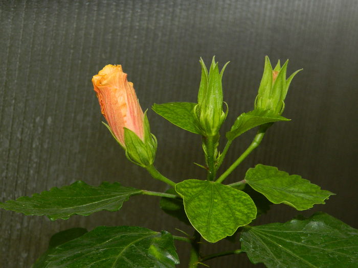 DSCN0831 - 2016 CATEVA SPLENDORI_ HIBISCUSI SI ALTE FLORI