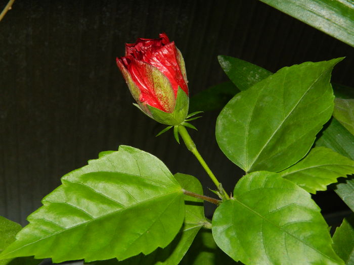 DSCN0834 - 2016 CATEVA SPLENDORI_ HIBISCUSI SI ALTE FLORI