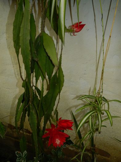 DSCN0939 - 2016 CATEVA SPLENDORI_ HIBISCUSI SI ALTE FLORI