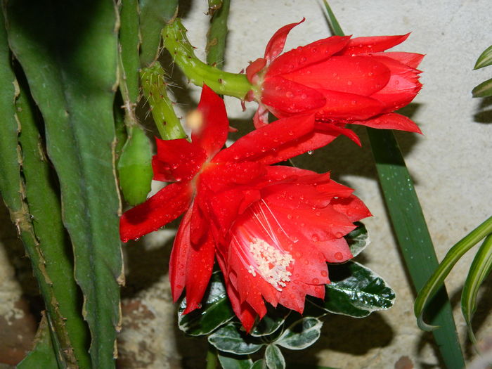 DSCN0940 - 2016 CATEVA SPLENDORI_ HIBISCUSI SI ALTE FLORI