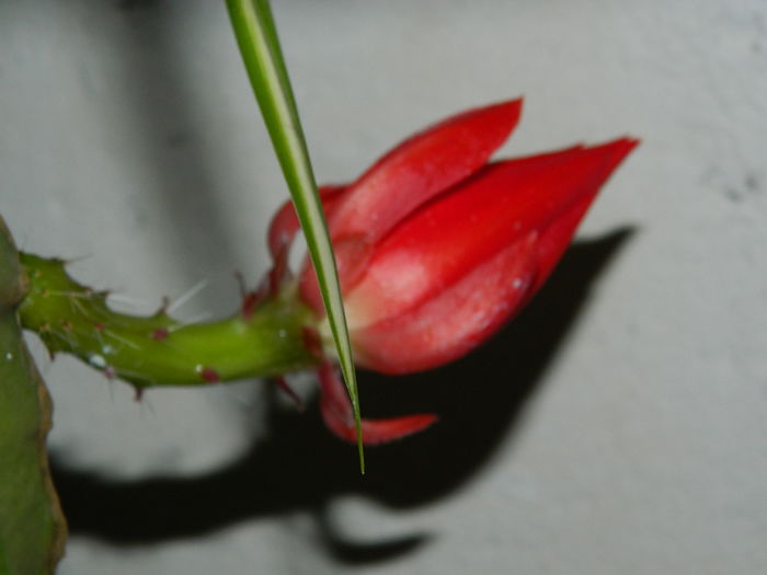 DSCN0942 - 2016 CATEVA SPLENDORI_ HIBISCUSI SI ALTE FLORI