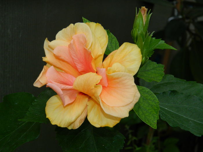 DSCN1016 - 2016 CATEVA SPLENDORI_ HIBISCUSI SI ALTE FLORI