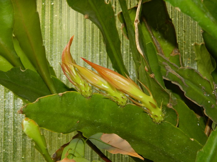 DSCN1147 - 2016 CATEVA SPLENDORI_ HIBISCUSI SI ALTE FLORI