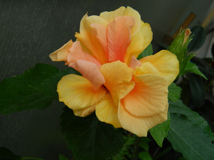 DSCN1210 - 2016 CATEVA SPLENDORI_ HIBISCUSI SI ALTE FLORI