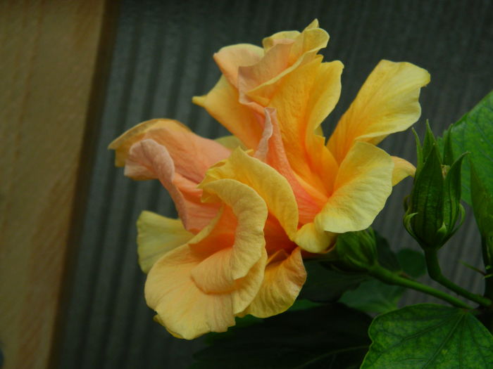 DSCN1222 - 2016 CATEVA SPLENDORI_ HIBISCUSI SI ALTE FLORI