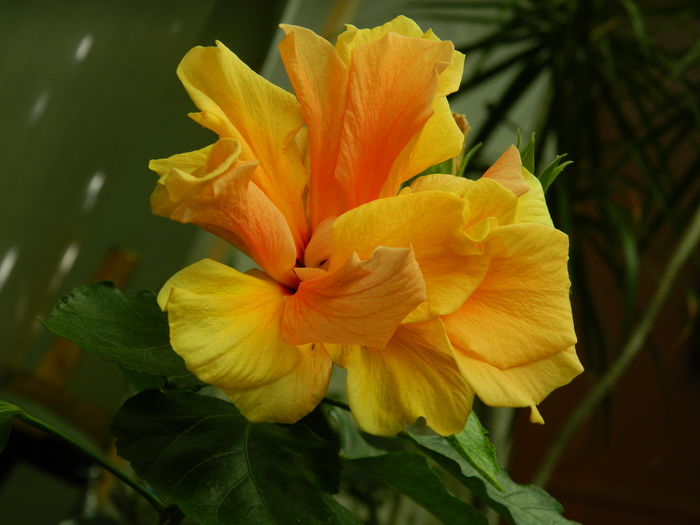 DSCN1334 - 2016 CATEVA SPLENDORI_ HIBISCUSI SI ALTE FLORI