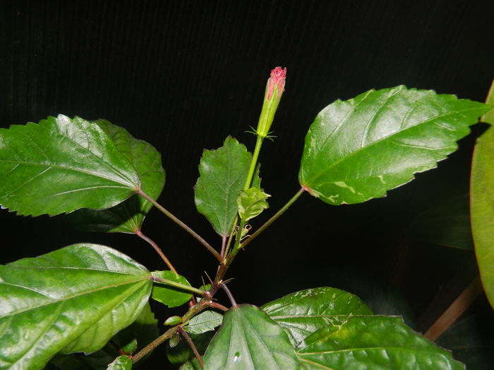 DSCN2870 - 2016 CATEVA SPLENDORI_ HIBISCUSI SI ALTE FLORI