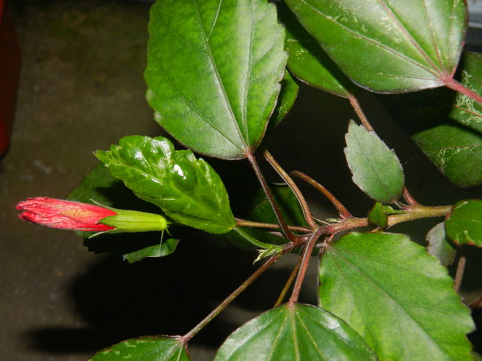 DSCN2871 - 2016 CATEVA SPLENDORI_ HIBISCUSI SI ALTE FLORI