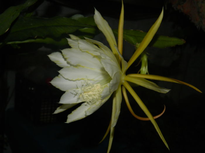 DSCN2910 - 2016 CATEVA SPLENDORI_ HIBISCUSI SI ALTE FLORI