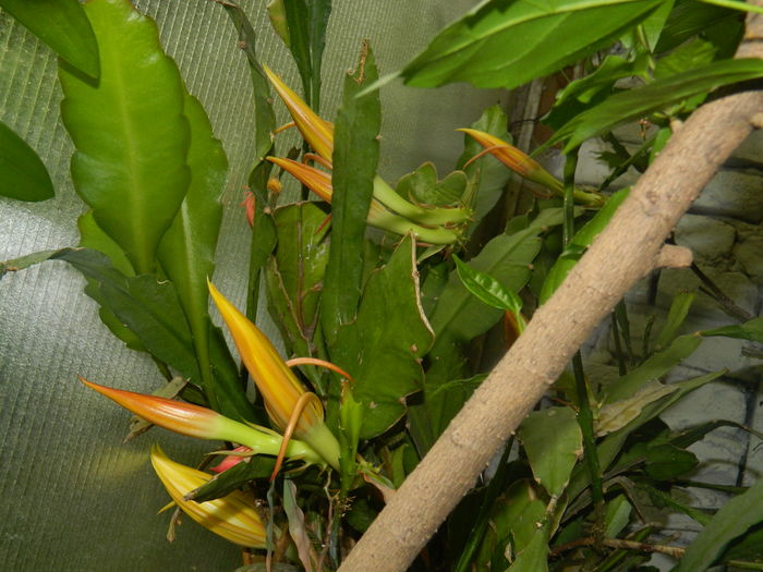 DSCN2911 - 2016 CATEVA SPLENDORI_ HIBISCUSI SI ALTE FLORI