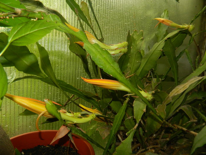 DSCN2912 - 2016 CATEVA SPLENDORI_ HIBISCUSI SI ALTE FLORI