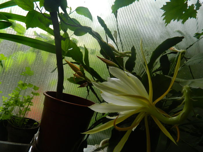 DSCN2913 - 2016 CATEVA SPLENDORI_ HIBISCUSI SI ALTE FLORI