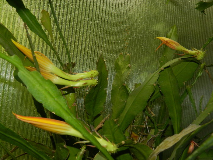 DSCN2915 - 2016 CATEVA SPLENDORI_ HIBISCUSI SI ALTE FLORI