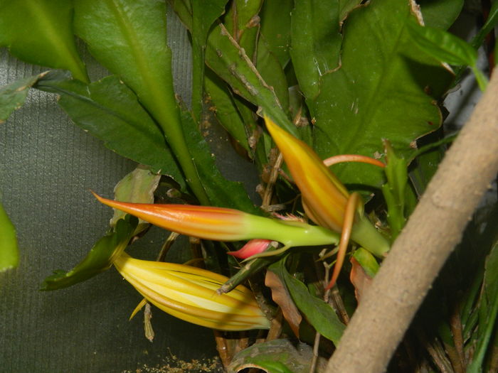 DSCN2918 - 2016 CATEVA SPLENDORI_ HIBISCUSI SI ALTE FLORI