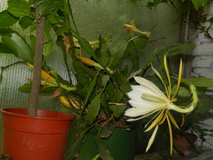 DSCN2923 - 2016 CATEVA SPLENDORI_ HIBISCUSI SI ALTE FLORI