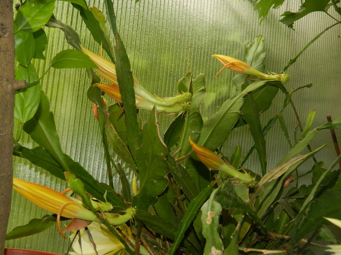 DSCN9790 - 2016 CATEVA SPLENDORI_ HIBISCUSI SI ALTE FLORI