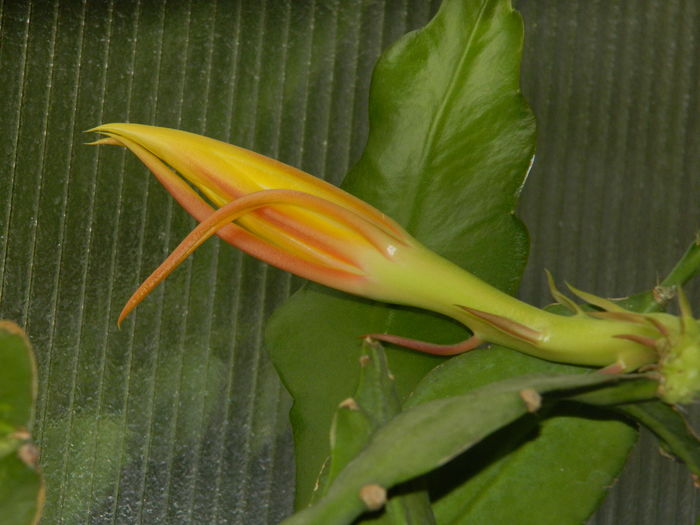 DSCN9792 - 2016 CATEVA SPLENDORI_ HIBISCUSI SI ALTE FLORI