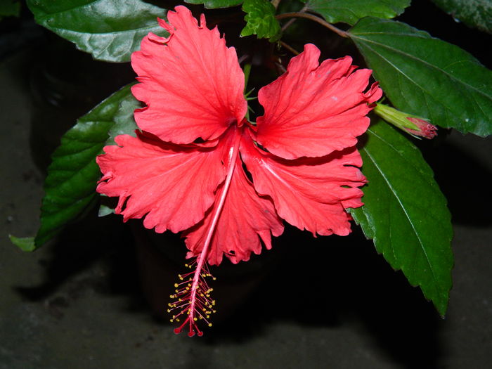 DSCN9928 - 2016 CATEVA SPLENDORI_ HIBISCUSI SI ALTE FLORI