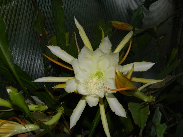 DSCN9971 - 2016 CATEVA SPLENDORI_ HIBISCUSI SI ALTE FLORI