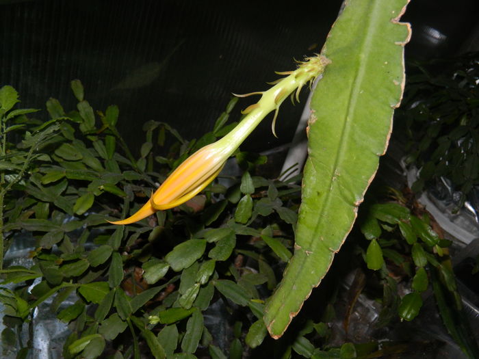 DSCN9973 - 2016 CATEVA SPLENDORI_ HIBISCUSI SI ALTE FLORI