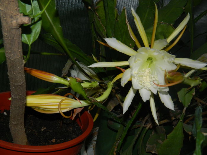 DSCN9974 - 2016 CATEVA SPLENDORI_ HIBISCUSI SI ALTE FLORI