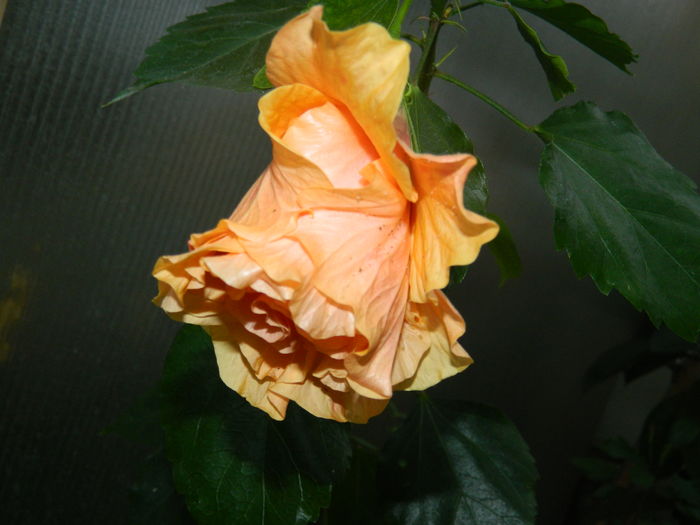 DSCN0034 - 2016 CATEVA SPLENDORI_ HIBISCUSI SI ALTE FLORI