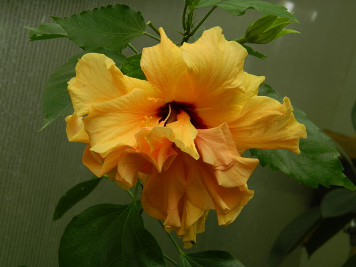 DSCN0035 - 2016 CATEVA SPLENDORI_ HIBISCUSI SI ALTE FLORI